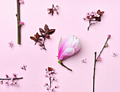 Cherry blossoms and magnolia flowers on pink background