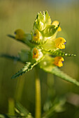 Yellow rattle (Rhinanthus minor) in flower