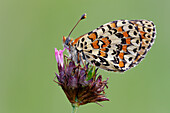 Lesser spotted fritillary