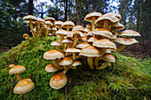 Brick tuft fungi