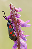 Five spot burnet moth