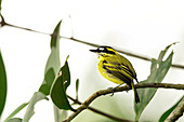 Yellow-browed tody-flycatcher