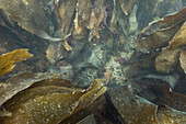 Kelp fronds