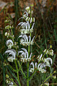 Silver sage (Salvia argentea) in flower