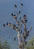 Common cormorant breeding tree