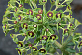 Mediterranean spurge (Euphorbia charachias) flowers