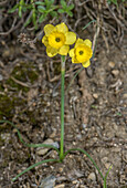 Rush-leaf jonquil (Narcissus assoanus) in flower