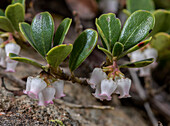Bearberry (Arctostaphylos uva-ursi) in flower