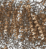 Cytochrome c oxidase molecule, illustration