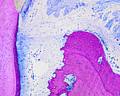 Rat periodontal ligament, light micrograph