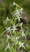 Lesser butterfly-orchid (Platanthera bifolia) in flower