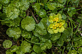 Alternate-leaved golden saxifrage (Chrysosplenium alternifolium)