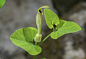 Pale birthwort (Aristolochia pallida) in flower