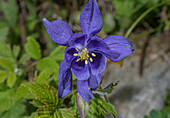 Einsel's columbine (Aquilegia einseleana) in flower