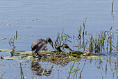 Great crested grebe with material for nest-building