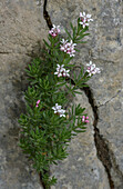 Alpine woodruff (Asperula hirta)