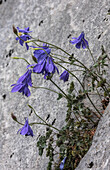 Pyrenean columbine (Aquilegia pyrenaica) in flower