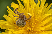 Crab spider waiting on Pyrenean hawksbeard