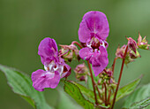 Himalayan balsam (Impatiens glandulifera) in flower