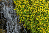 Yellow mountain saxifrage (Saxifraga aizoides) in flower