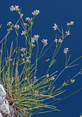 Southern squinancywort (Asperula aristata) in flower