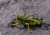 Green mountain grasshopper