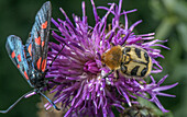 Bee chafer beetle feeding on knapweed flower