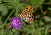 Queen of Spain fritillary nectaring on thistles