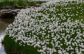 Scheuchzer's cottongrass (Eriophorum scheuzeri) in flower