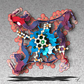 Human telomeric DNA G-quadruplex, illustration