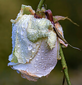 White rose (Rosa sp.)