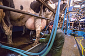 Cows being milked in a herringbone milking parlour