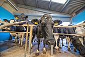 Diary cows in herringbone milking parlour