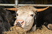 Cattle feeding on hay