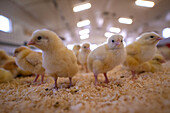 Young chicks in poultry shed