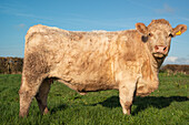 Charolais bull