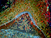 Moss sporangium, fluorescence micrograph