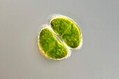 Staurastrum hirsutum algae, light micrograph