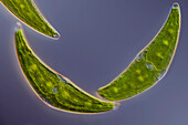 Closterium moniliferum algae, light micrograph