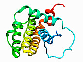 Human anti-apoptotic protein BCL-2, illustration