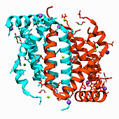 Apoptosis inhibitor ORFV125, illustration