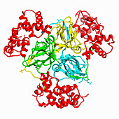 Human dUTPase complexed with Orf20, illustration