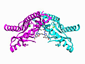 STING complexed with agonist SHR171032, illustration