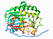 Human AP endonuclease 1, illustration