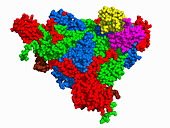 Coxsackievirus capsid subdomain complex, illustration