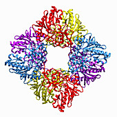 Bovine mitochondrial creatine kinase, illustration