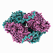 Dihydropyrimidinase-related protein, illustration