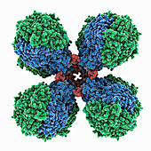 Hydrogenase from Mycobacterium smegmatis, illustration