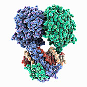 Transcription factor BIL1/BZR1 complex, illustration