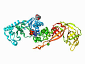 Glutamyl-tRNA synthetase complex, illustration